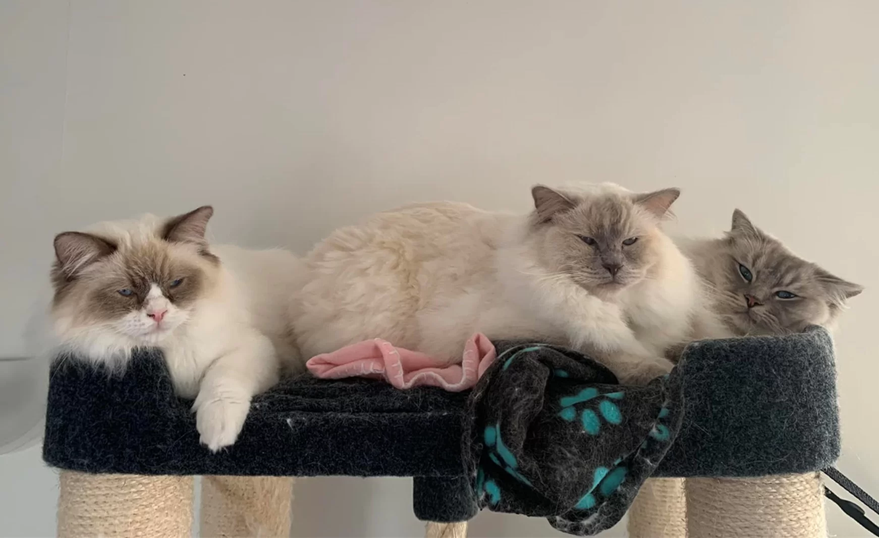 Ragroyalty Princess Harmony & Ragroyalty Prince Jace & Ragroyalty A Sweet Delight